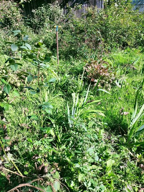 IMG20221019132246 - Octombrie 2022