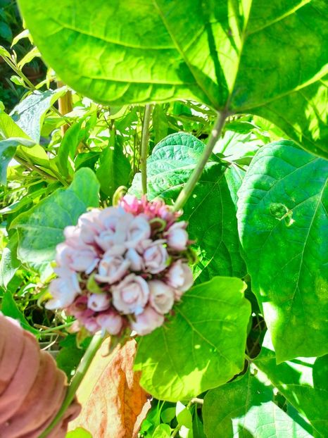 IMG20221019113325 - Octombrie 2022