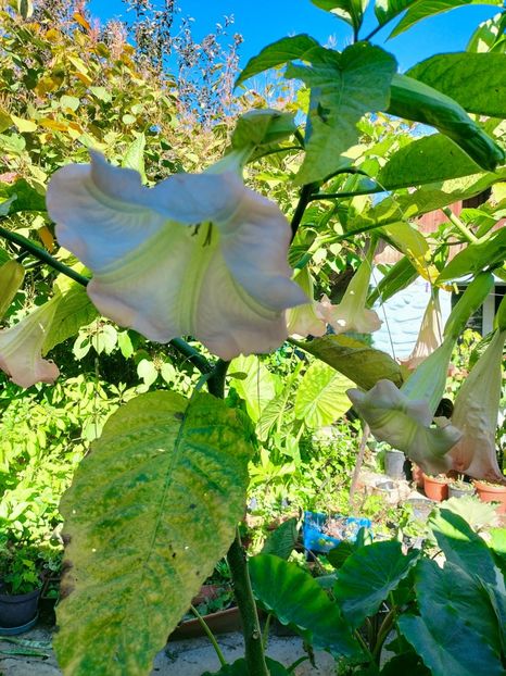 IMG20221019113247 - Octombrie 2022