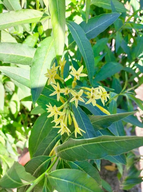 IMG20221019112736 - Octombrie 2022