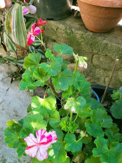 IMG20221019112715 - Octombrie 2022