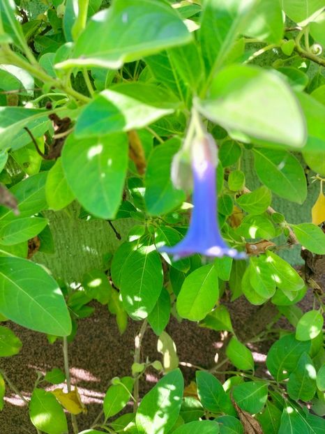 IMG20221019112648 - Octombrie 2022