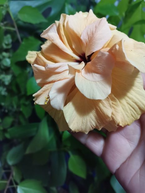  - Hibiscus