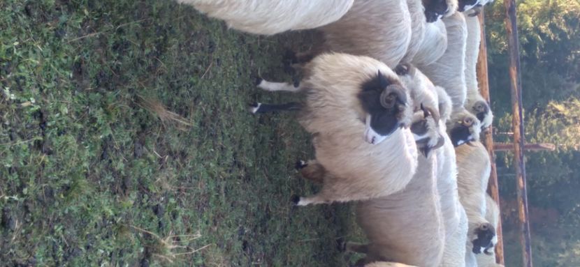  - Breze de Petrosani