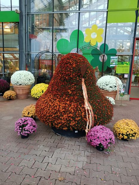 Img.2022.10.02 - am fost curioasă cum va înflori :) - Magazinul 2