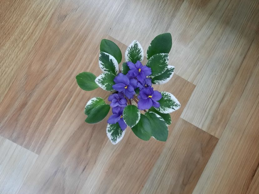  - Morgan s Mauvelous