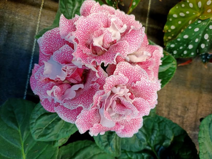 Img.2022.10.21 - Gloxinia 2022