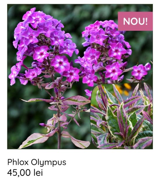 Phlox Olympus - aaa Comanda plante 2022 2023 2024