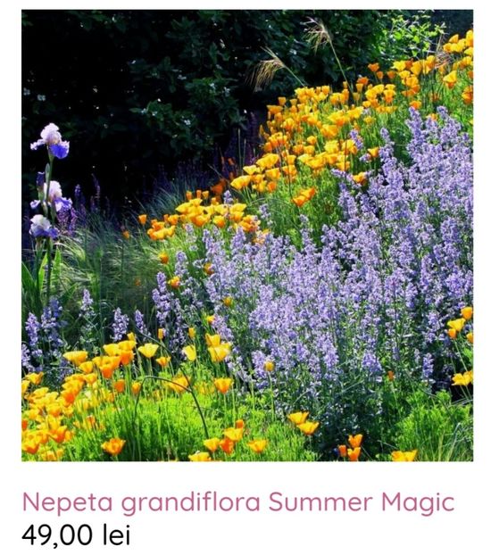 Nepeta grandiflora Summer Magic - aaa Comanda plante 2022 2023 2024