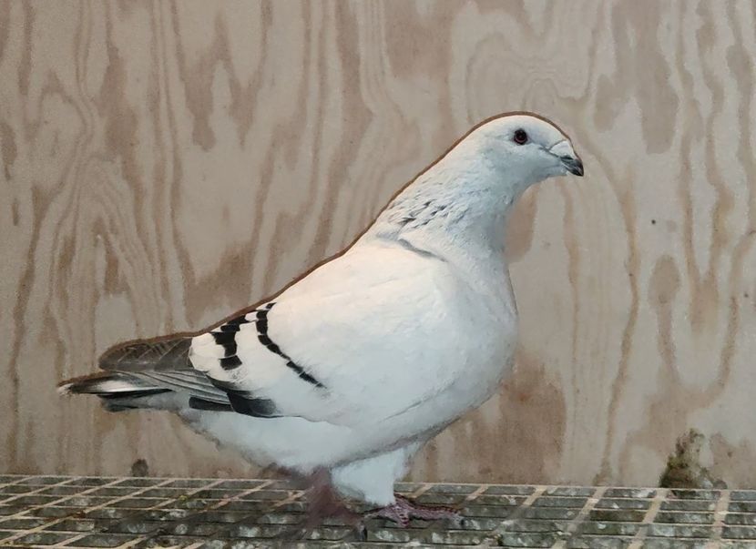 PL21-JRS13 ARCHIWUM - a- SAMICZKI -Females