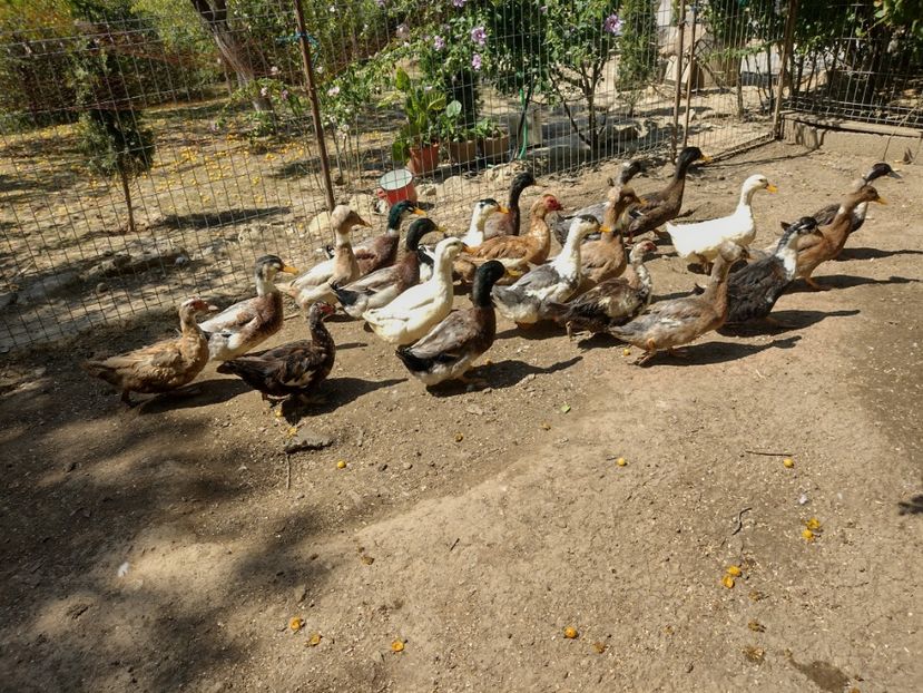  - Rațele macaitoare