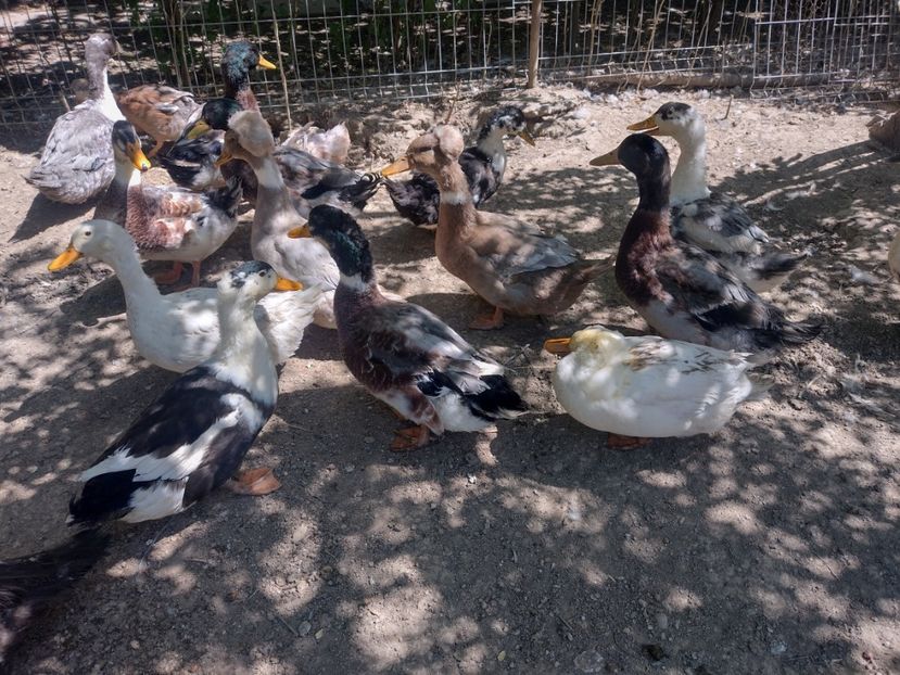  - Rațele macaitoare