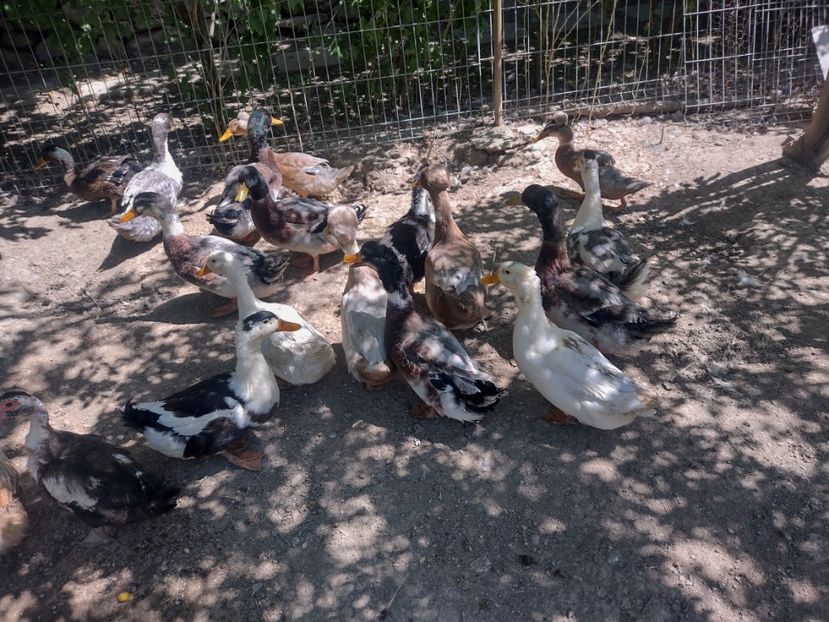  - Rațele macaitoare
