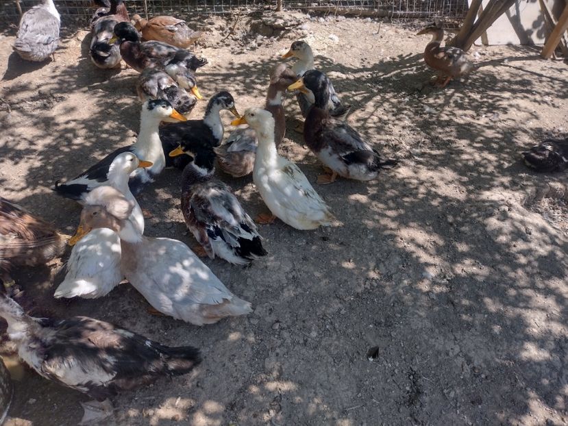  - Rațele macaitoare