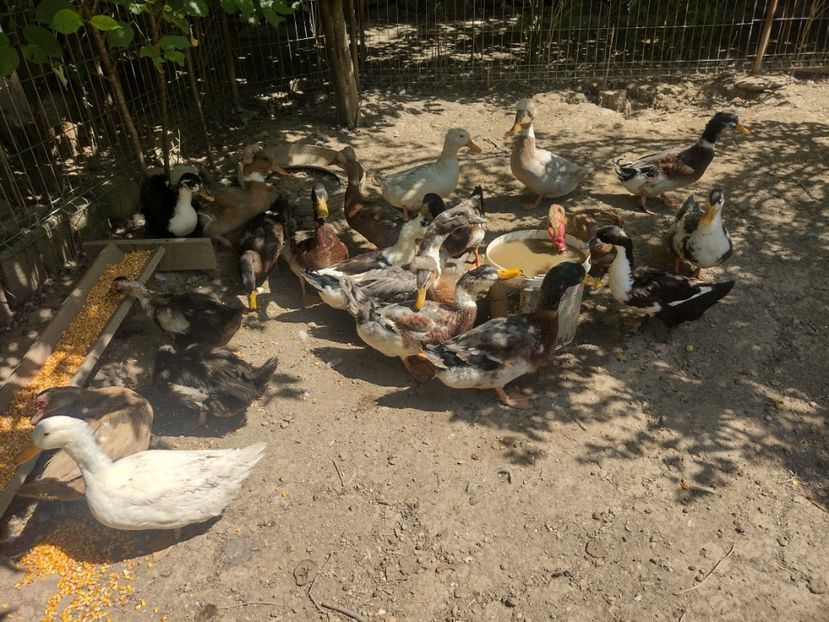  - Rațele macaitoare