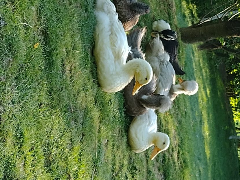  - Rațele macaitoare