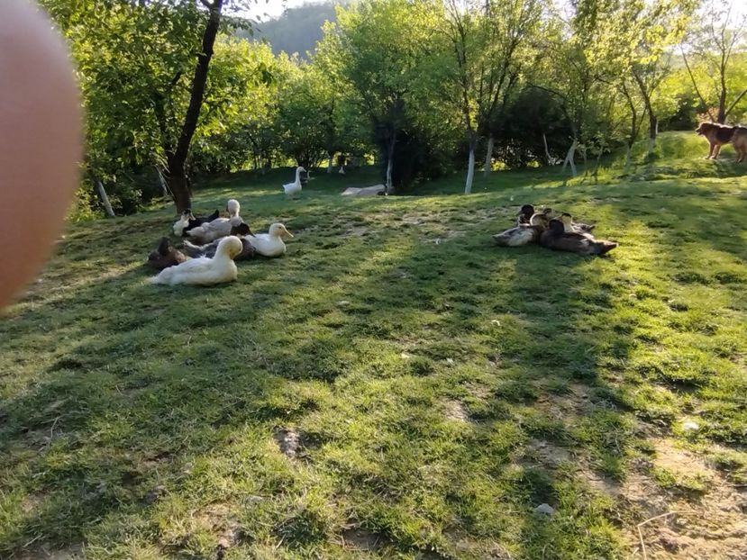  - Rațele macaitoare