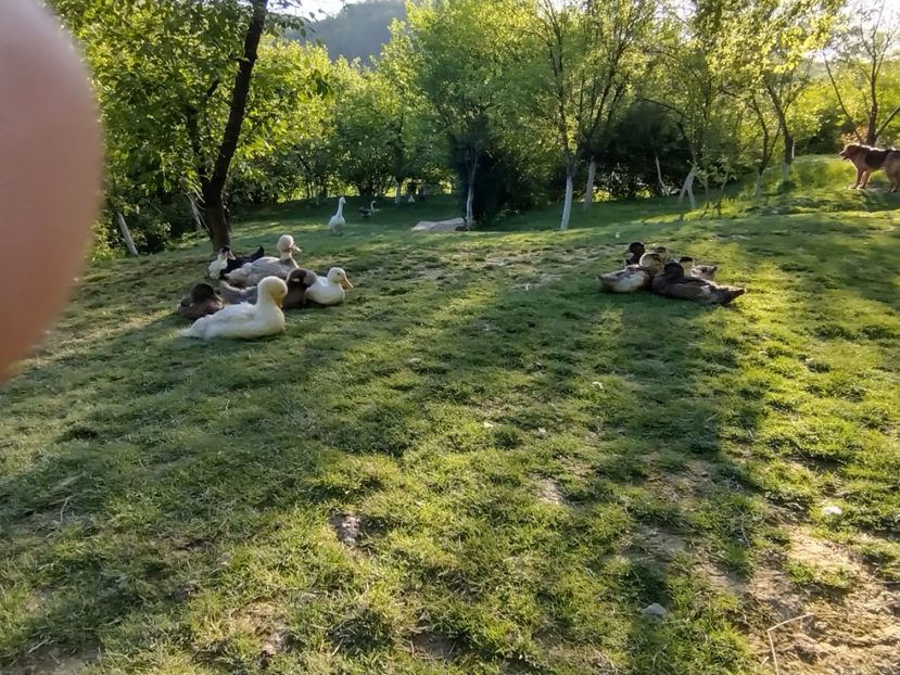  - Rațele macaitoare