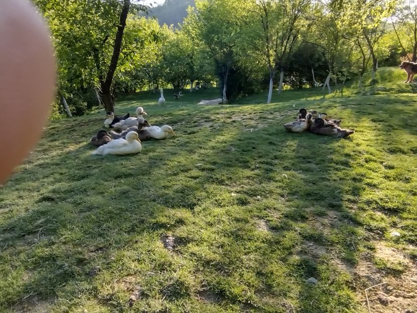  - Rațele macaitoare