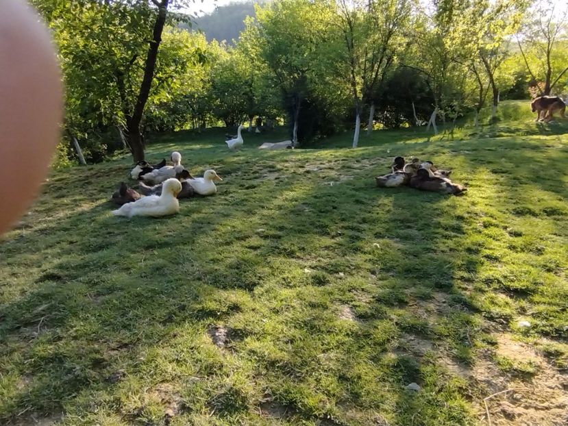  - Rațele macaitoare