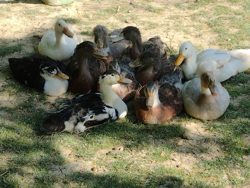  - Rațele macaitoare