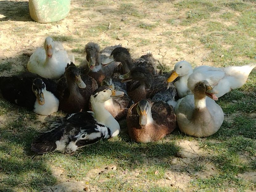  - Rațele macaitoare