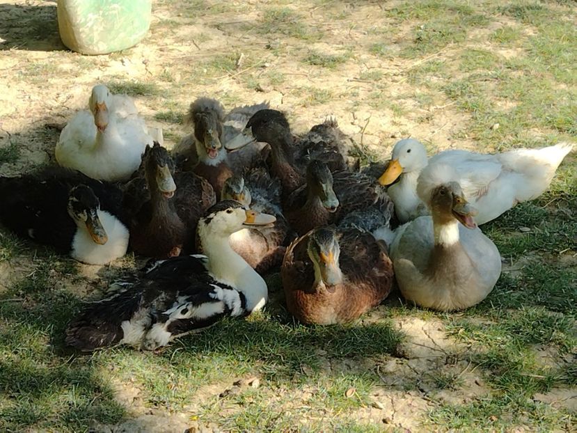  - Rațele macaitoare