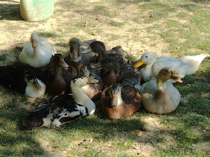  - Rațele macaitoare