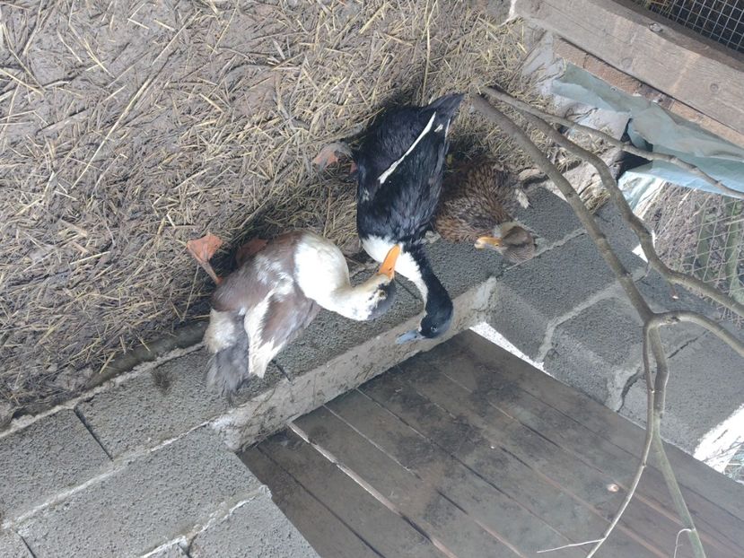  - Rațele macaitoare