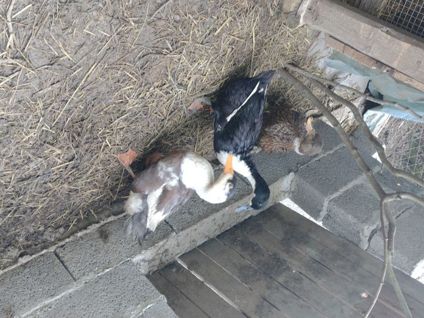  - Rațele macaitoare