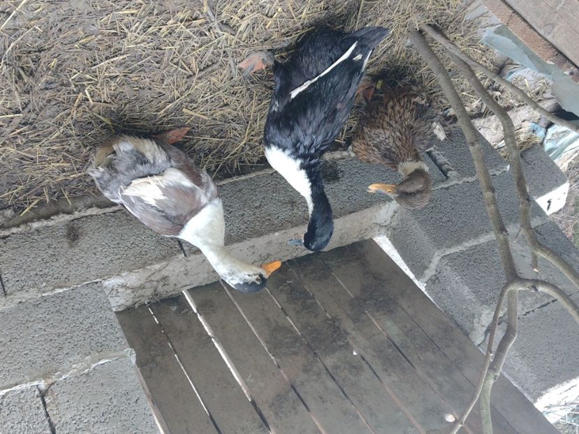  - Rațele macaitoare