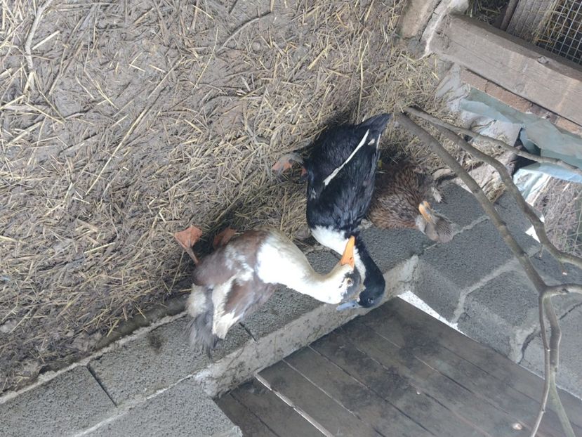  - Rațele macaitoare