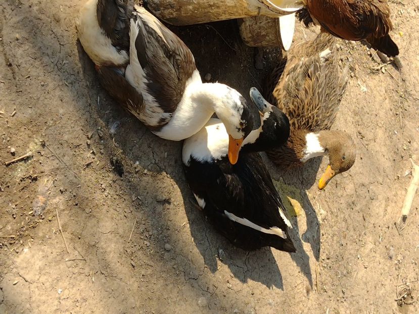  - Rațele macaitoare