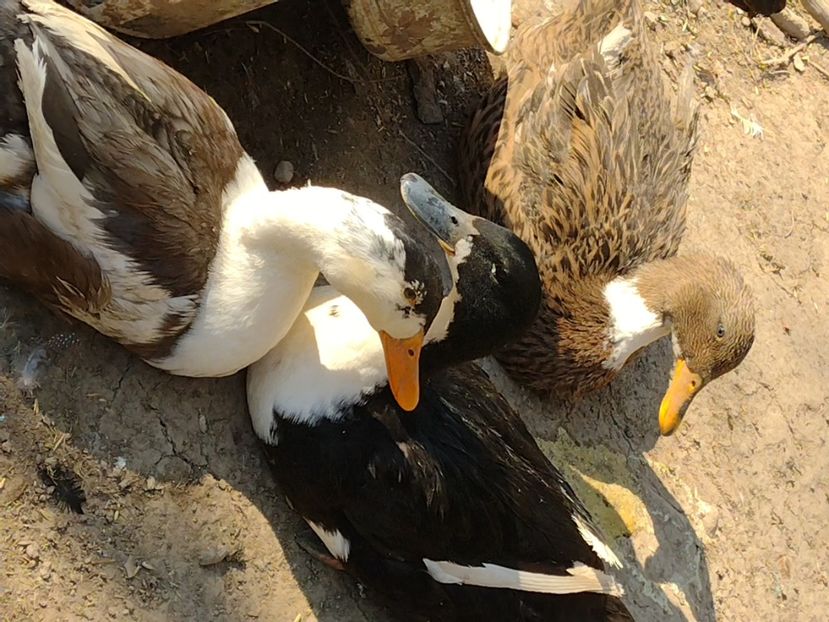  - Rațele macaitoare