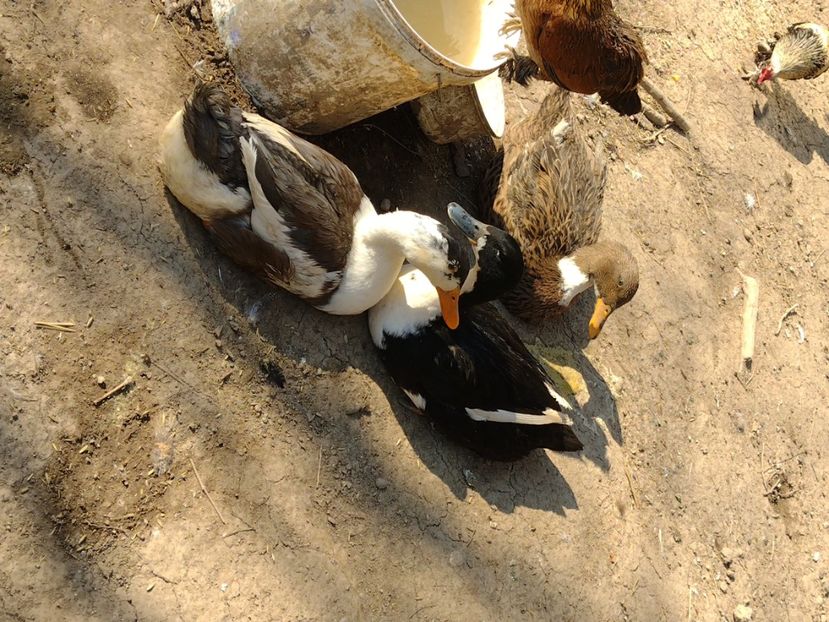  - Rațele macaitoare