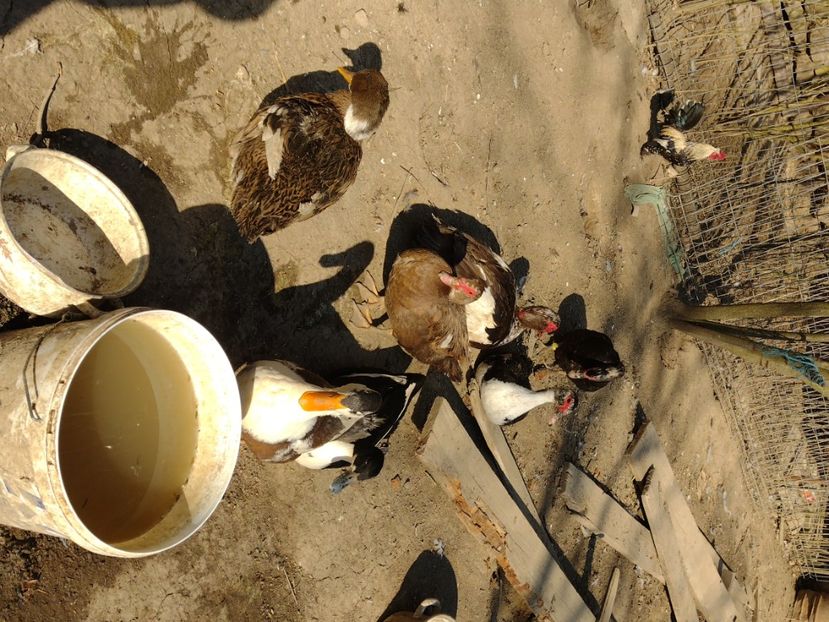  - Rațele macaitoare