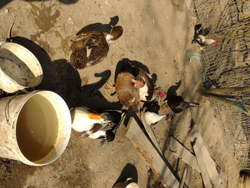  - Rațele macaitoare