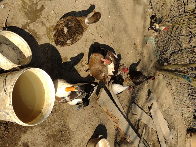  - Rațele macaitoare