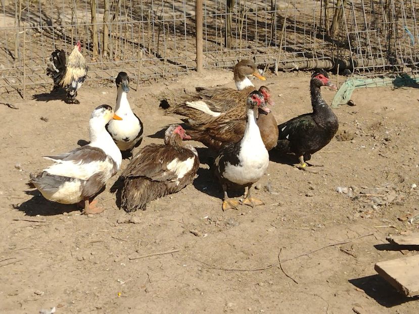  - Rațele macaitoare