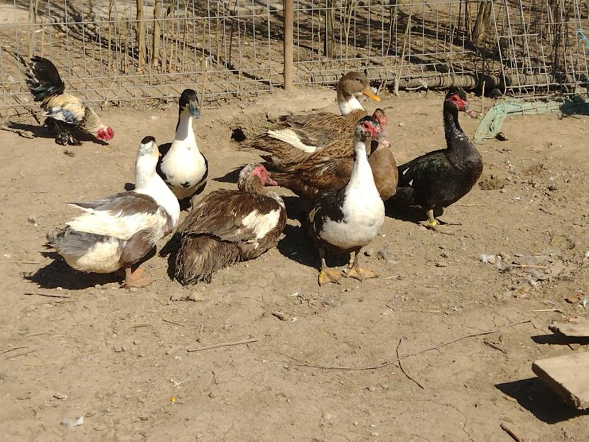  - Rațele macaitoare