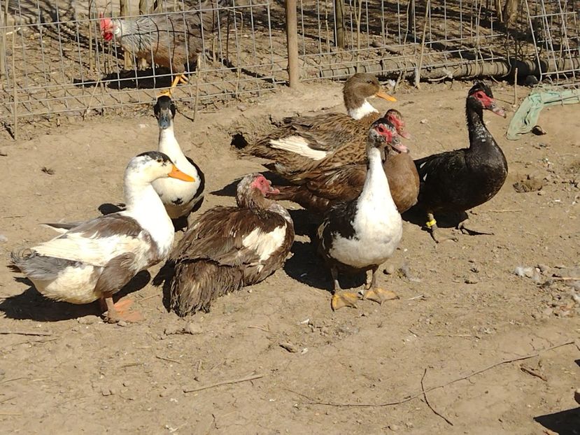  - Rațele macaitoare