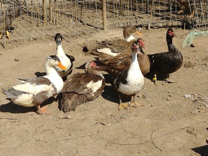  - Rațele macaitoare