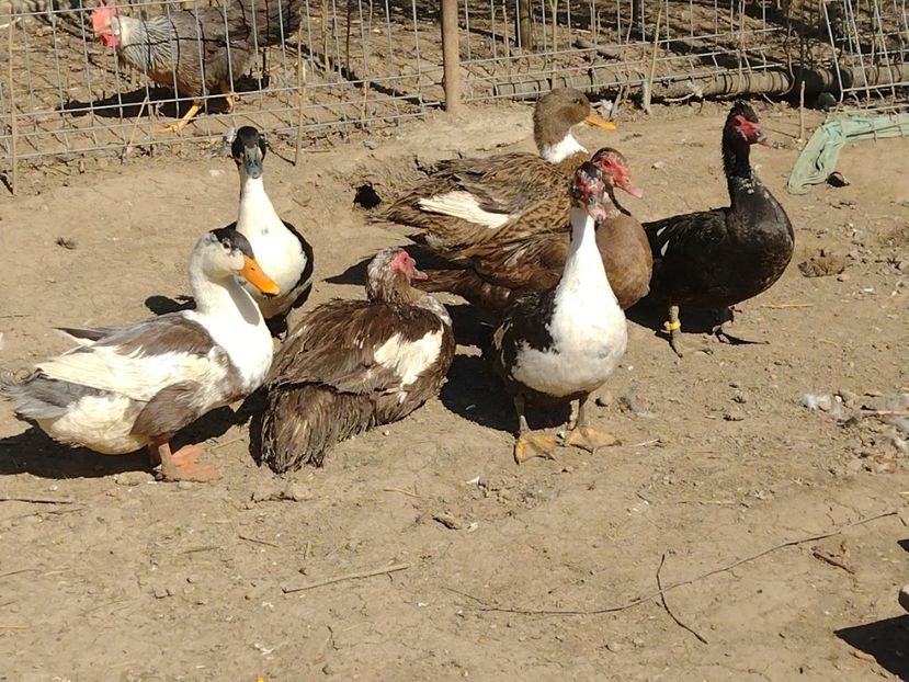  - Rațele macaitoare