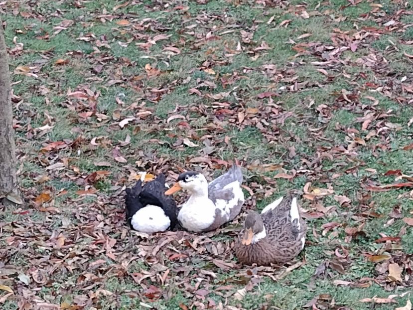  - Rațele macaitoare