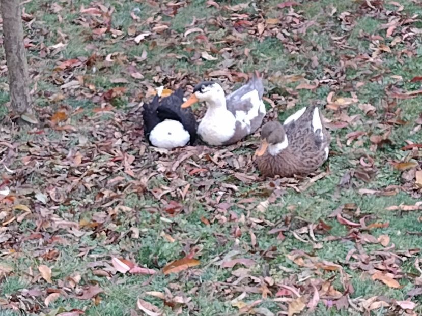  - Rațele macaitoare