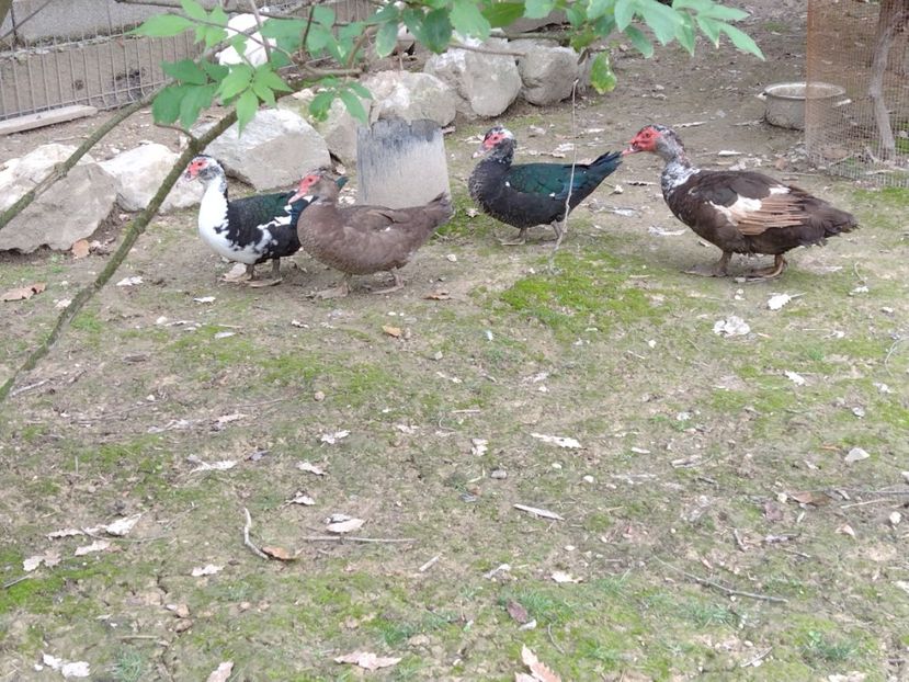  - Ratele mele leșești 3