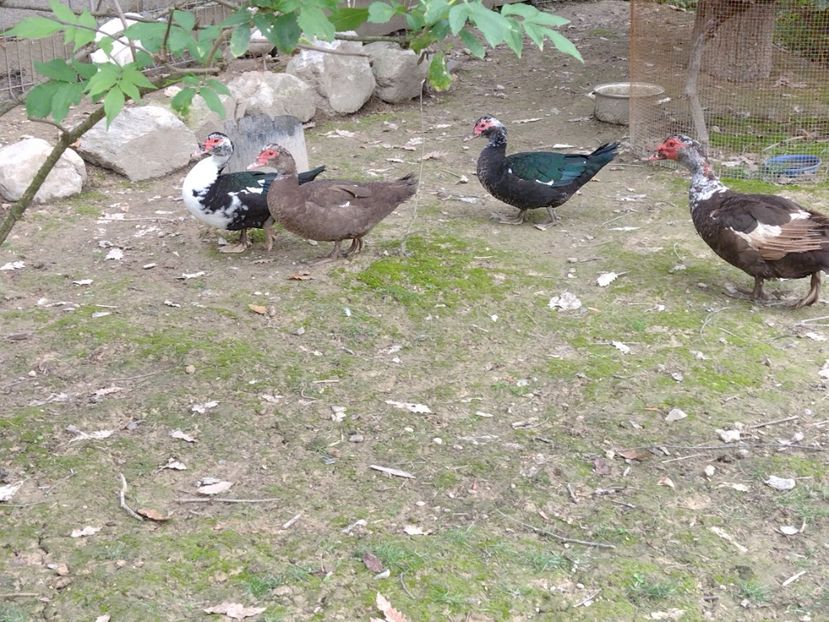  - Ratele mele leșești 3