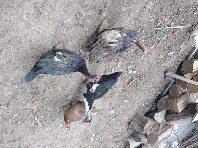 - Ratele mele leșești 3