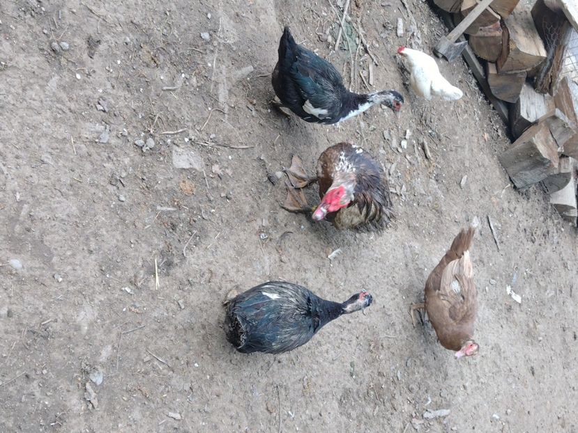  - Ratele mele leșești 3