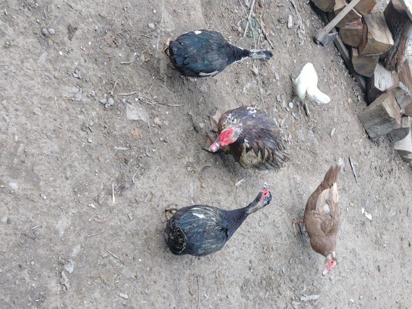  - Ratele mele leșești 3